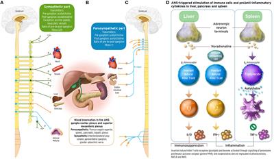 Neuroendocrinological and Epigenetic Mechanisms Subserving Autonomic Imbalance and HPA Dysfunction in the Metabolic Syndrome